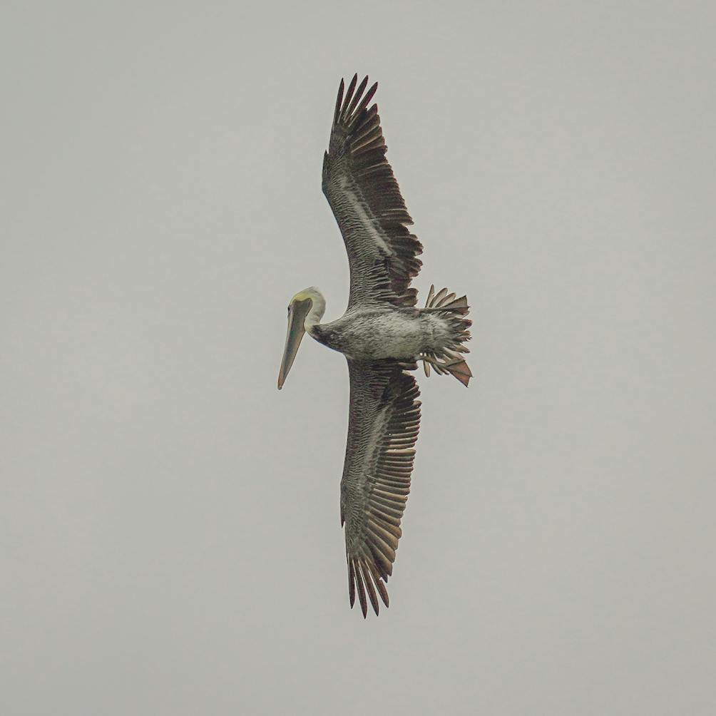 pelican flying at Elkhorn Slough Reserve