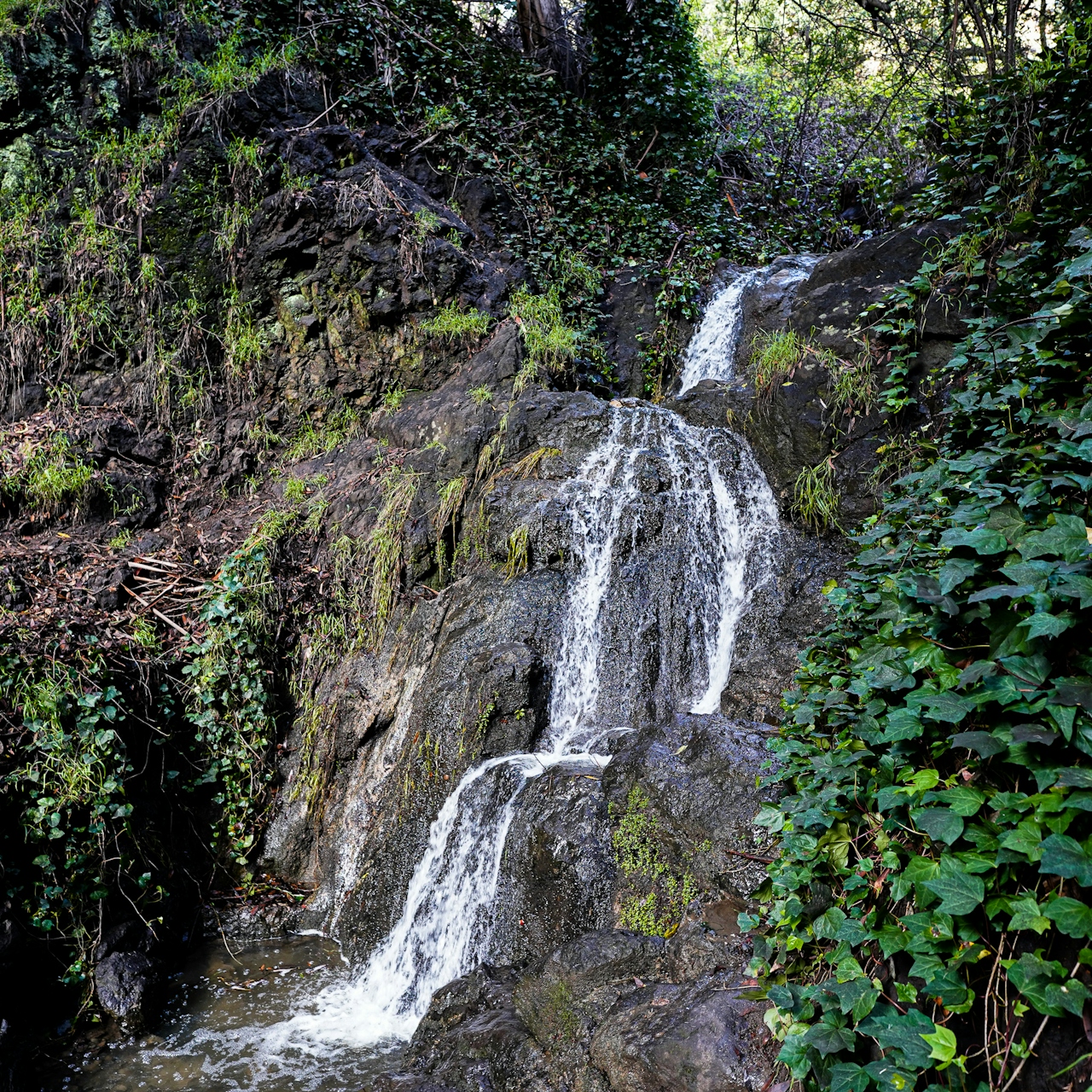 Berkeley's secret backyard waterfall