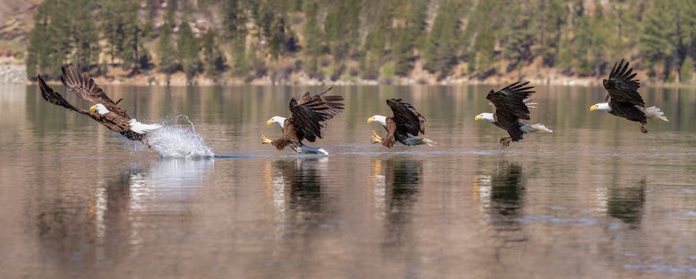 Bald eagle catching fish