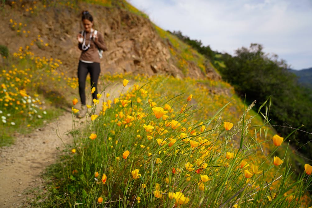 Woman hiking along Valentine Vista Loop Trail in Moore Creek Park Napa