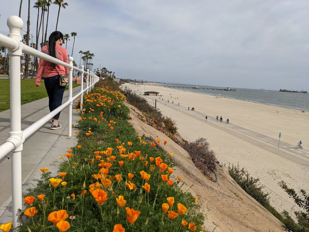 Woman walking alongside poppies at Long Beach in Los Angeles County 