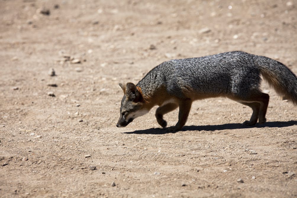 fox on Channel Islands