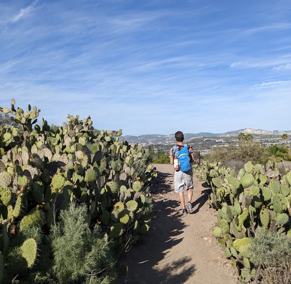Hiker on a trail flanked by cacti at Mount McCoy in Simi Valley 