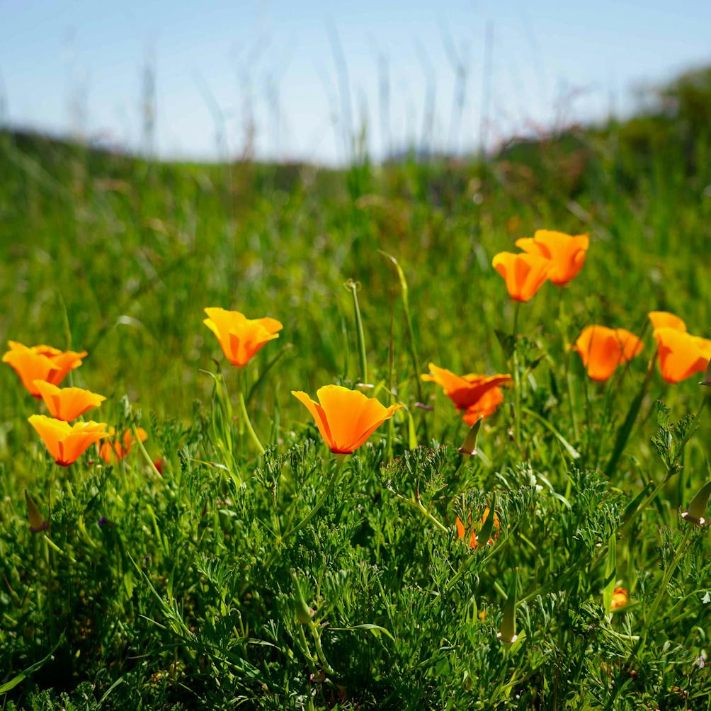 Poppies on a trail in Helen Putnam Regional Park Petaluma