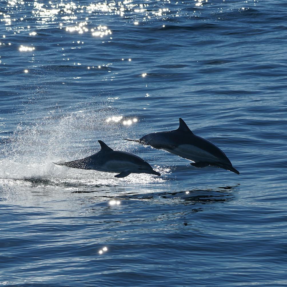 Dolphins in the sea en route with Island Packers to Channel Islands National Park 