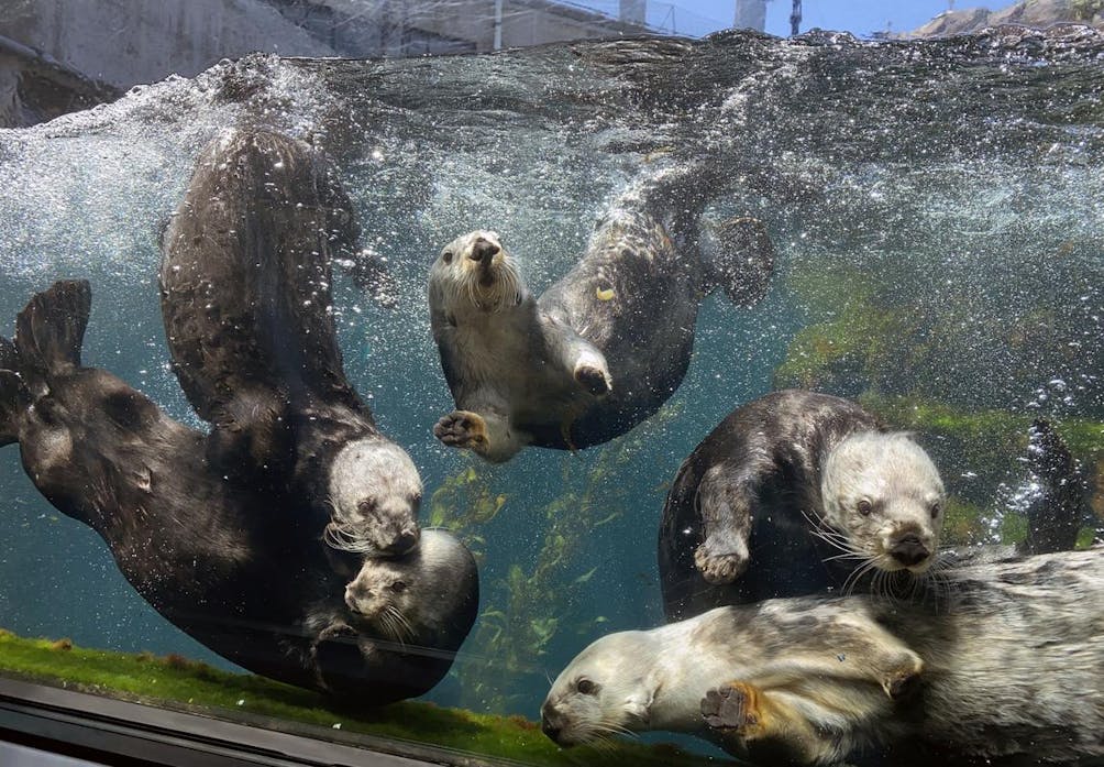 Sea otters at Monterey Bay Aquarium