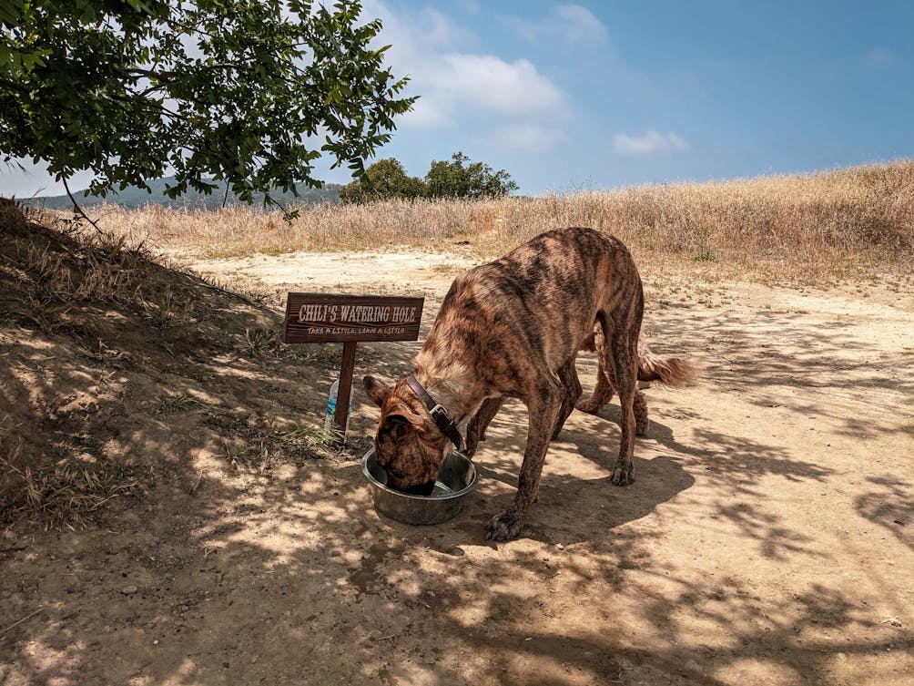 Dog drinking out of a waterbowl at a dog station at Upper and Lower Canyonback Trails in Los Angeles County 