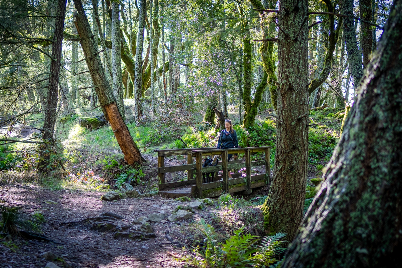 woman hiking to Cataract Falls on Mount Tam