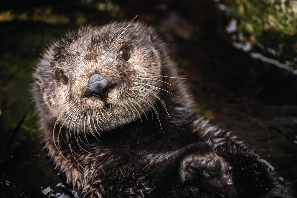 Sea Otter at the Monterey Bay Aquarium