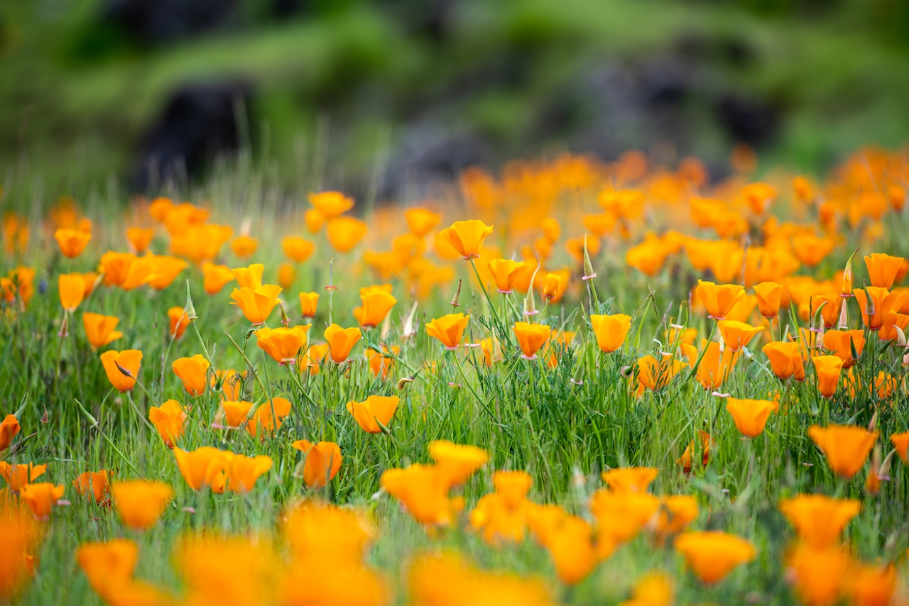 California poppies