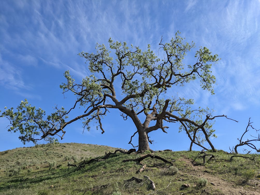 Gnarled lone oak tree at Woodridge Loop Trail in Long Canyon Simi Valley 