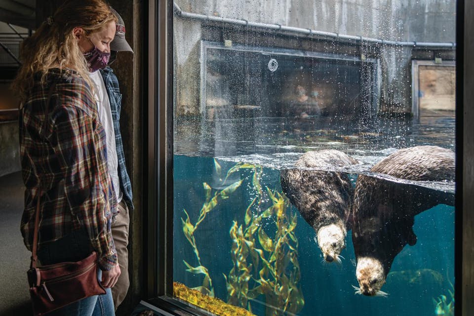 sea otters exhibit at Monterey Bay Aquarium