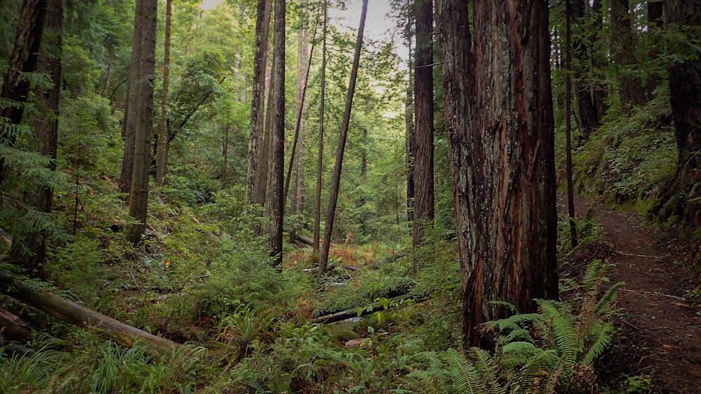 redwood forest trail van damme state park