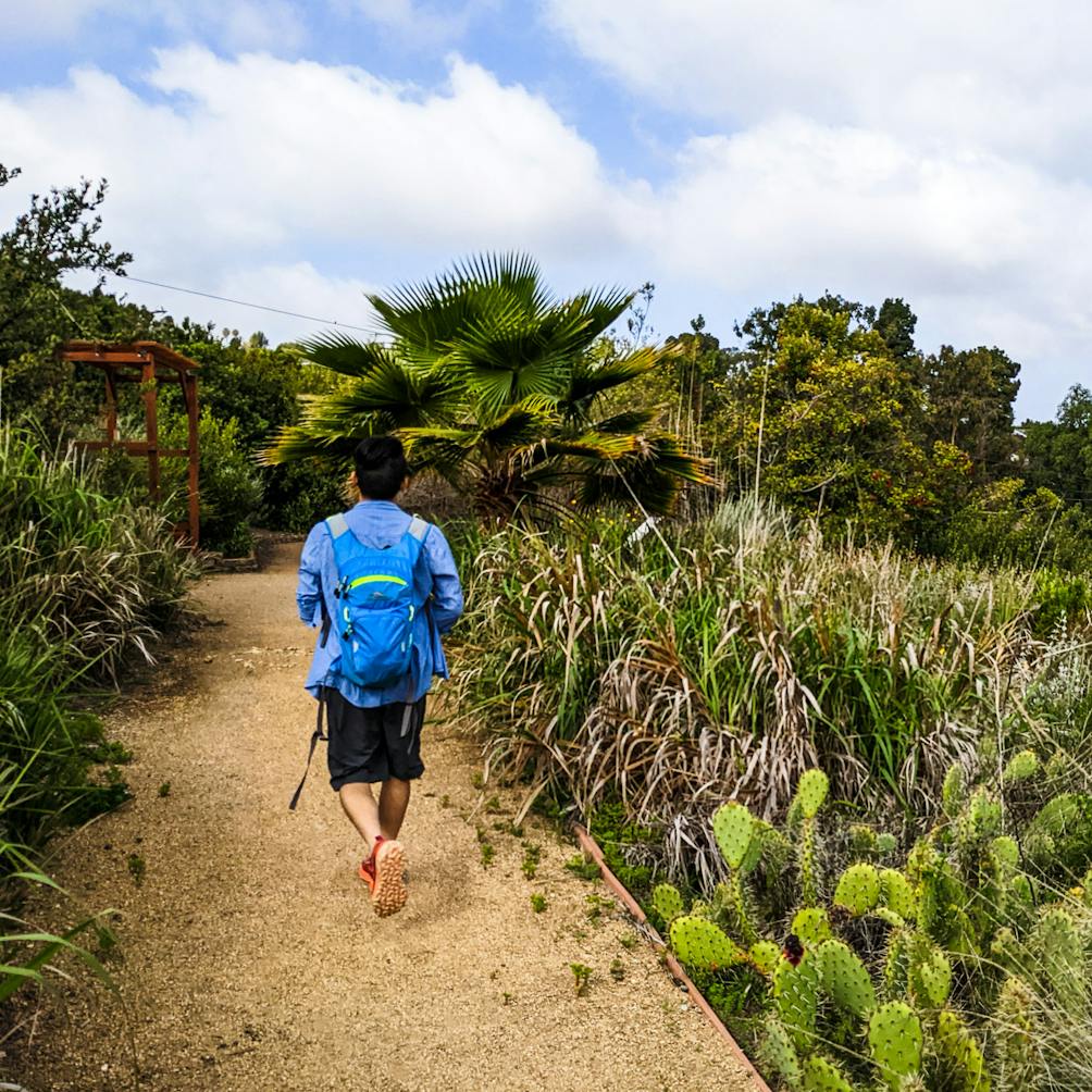 Hiker in a cacti garden at Ranchos Palos Verdes George F Canyon Preserve 