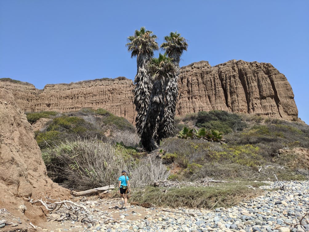 Woman walking beneath a trio of giant palm trees and the sandstone cliff formations at San Onofre State Beach in San Diego County 