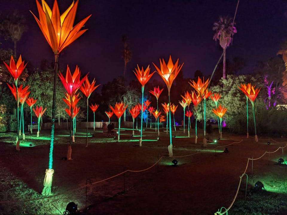 Holiday lightshow at Los Angeles Arboretum and bright floral display 