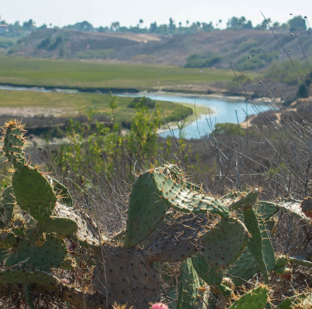 Cacti in the foreground of a photo with the water of the Upper Newport Bay Nature Preserve in Orange County 