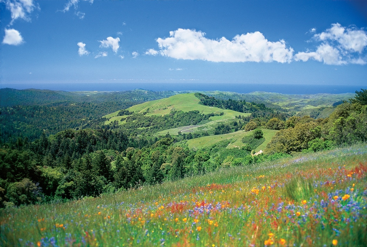 display of wildflowers in the Peninsula