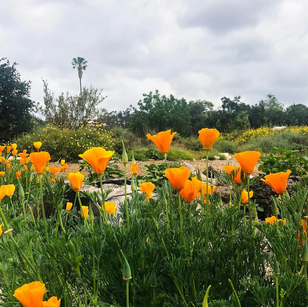 California poppy on the Arroyo Seco in Los Angeles