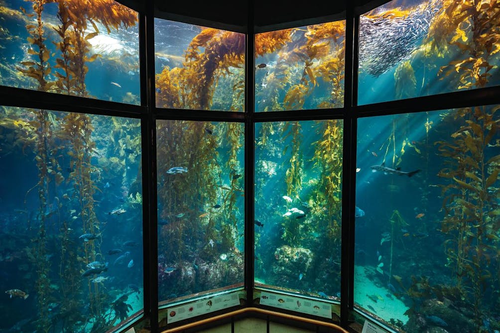 Underwater Kelp Forest at Monterey Bay Aquarium