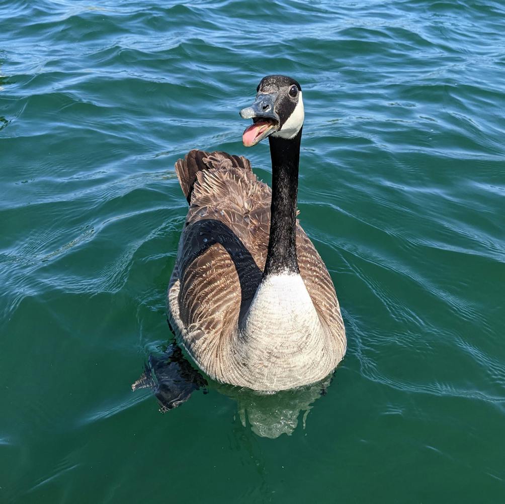 Canada Goose posing for the camera at Lake Casitas Recreation Area near Ventura 