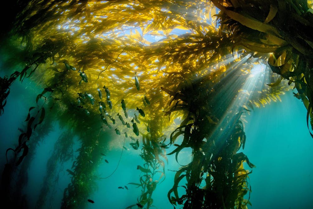 Monterey Bay Aquarium Kelp forest