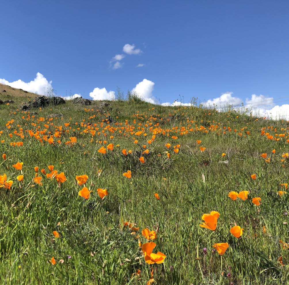 California poppies decorate the green hills at Calero County Park in the South Bay 