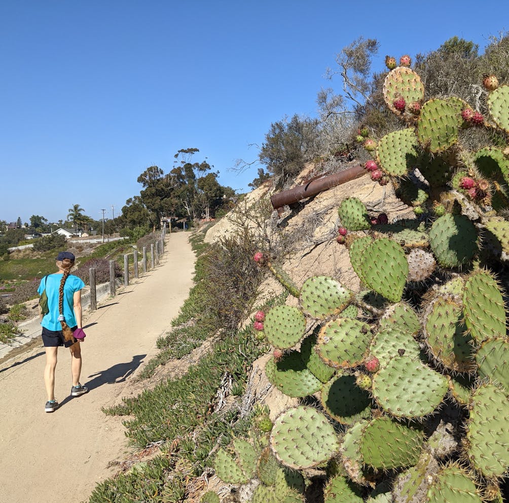 A woman walks by a cactus covered trailside at Encinitas Ranch in North San Diego County 