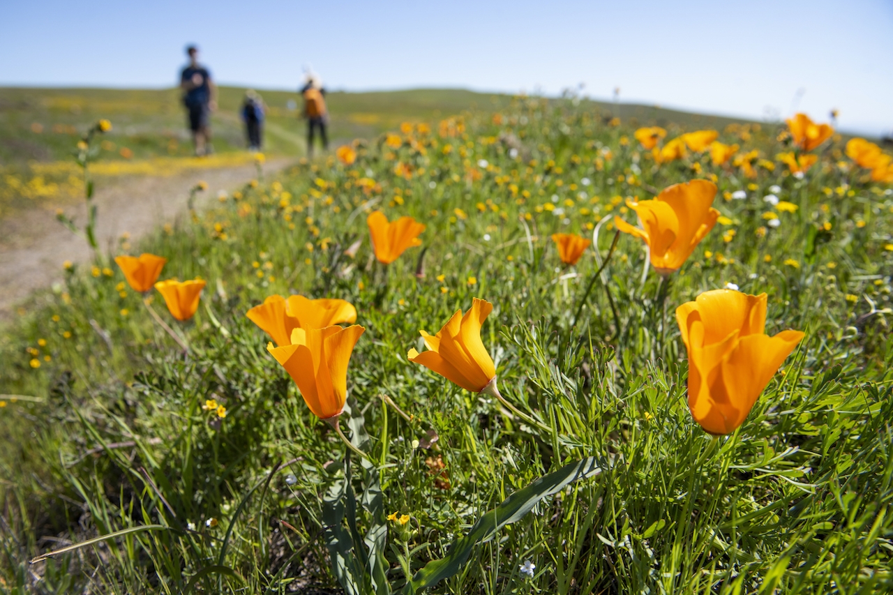 California Poppy flower