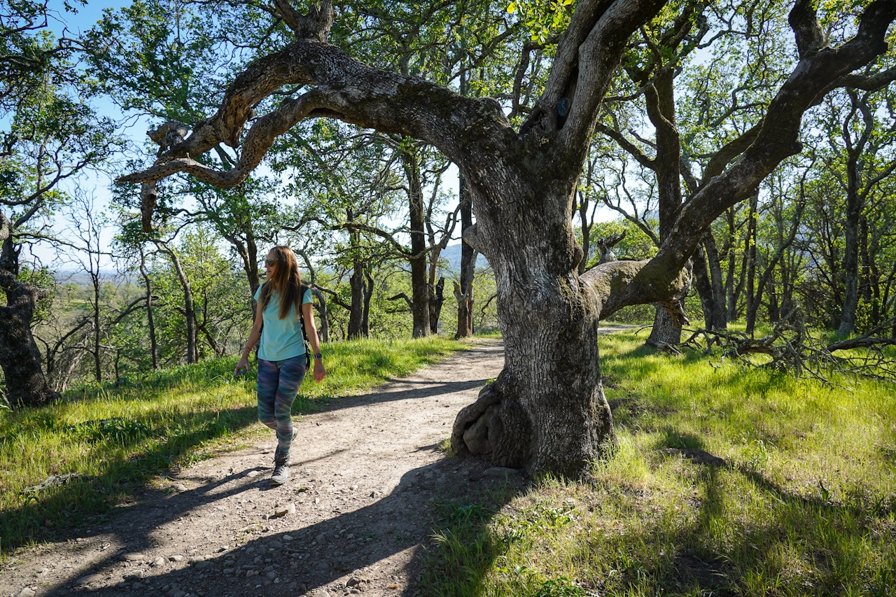 Woman hiking past a giant oak tree at Sonoma Valley Regional Park 