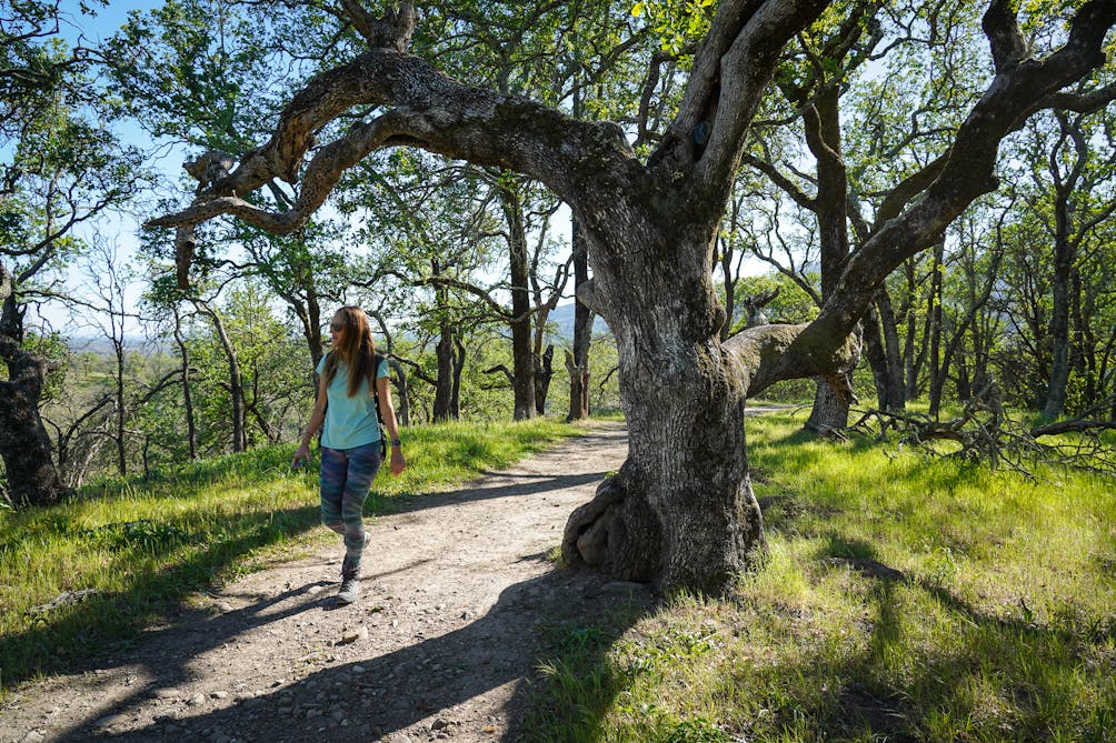 Woman hiking past a giant oak tree at Sonoma Valley Regional Park 