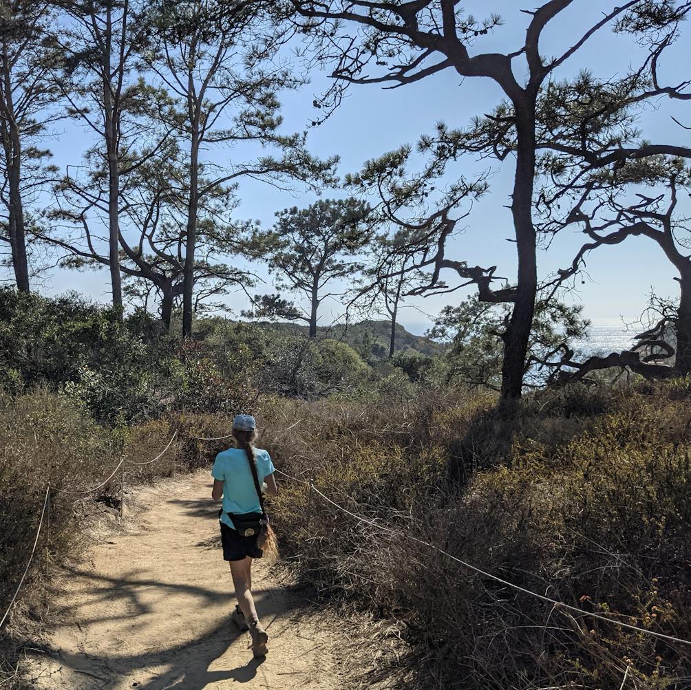 Hiker walking among Torrey pines at Torrey Pines State Natural Reserve in San Diego County 