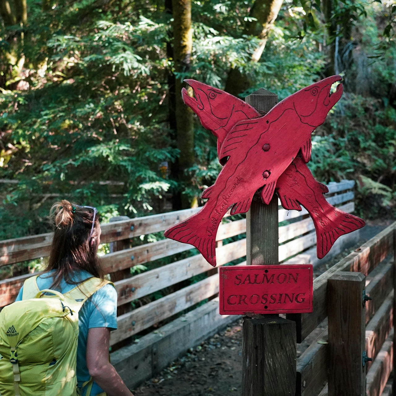 Woman crossing a bridge over Devils Gulch Creek in Samuel P Taylor State Park 