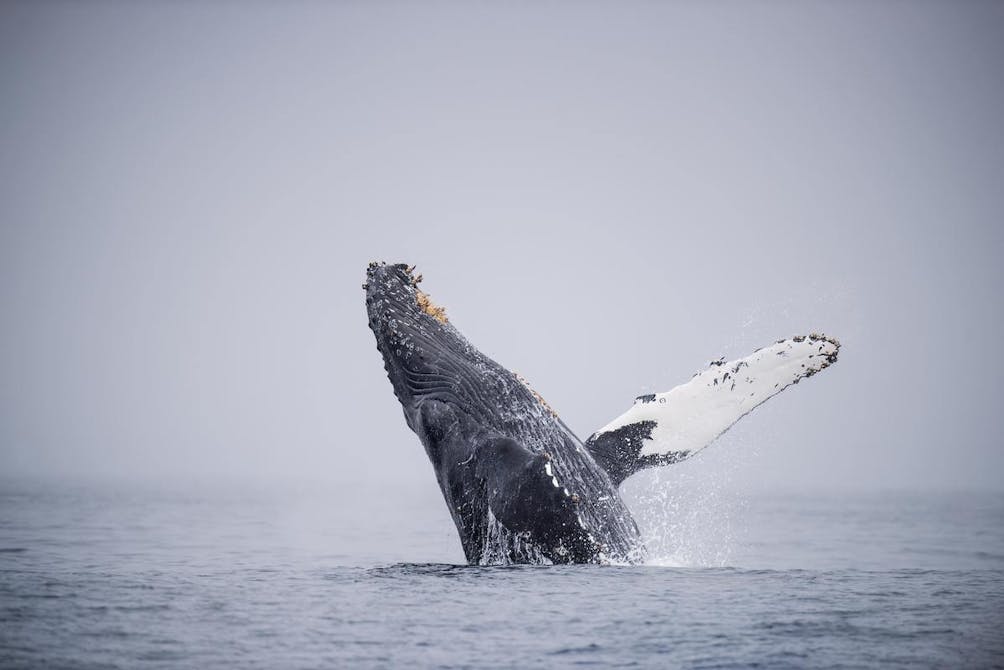 grey whale breaching in Monterey