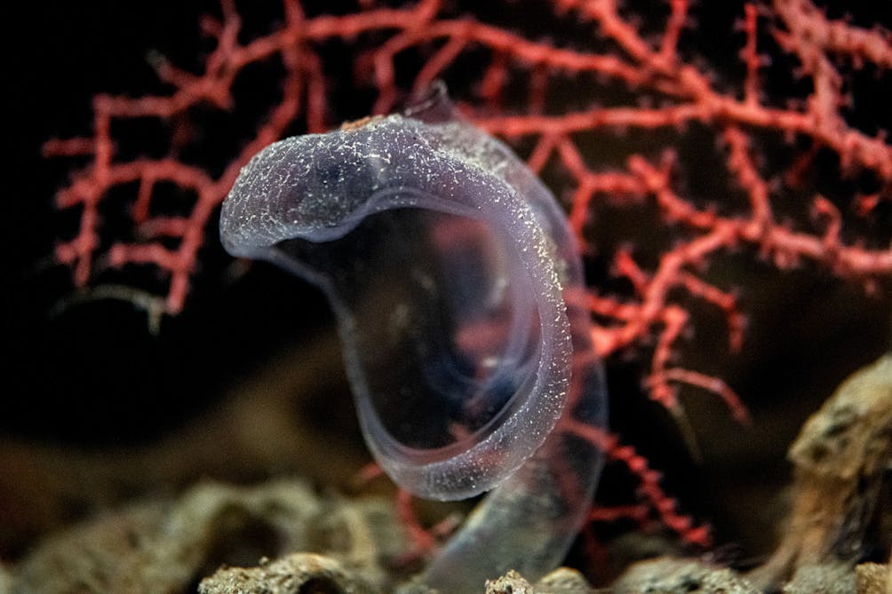 predatory tunicate
