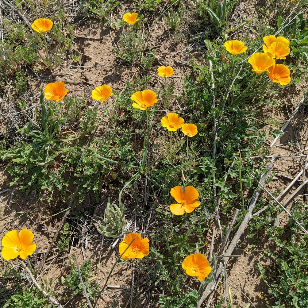 California poppies on the trailsides at Woodridge Open Space in Simi Valley 