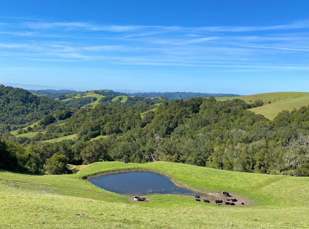 View of a water reservoir that cattle are surrounding at Carr Ranch in Contra Costa County 