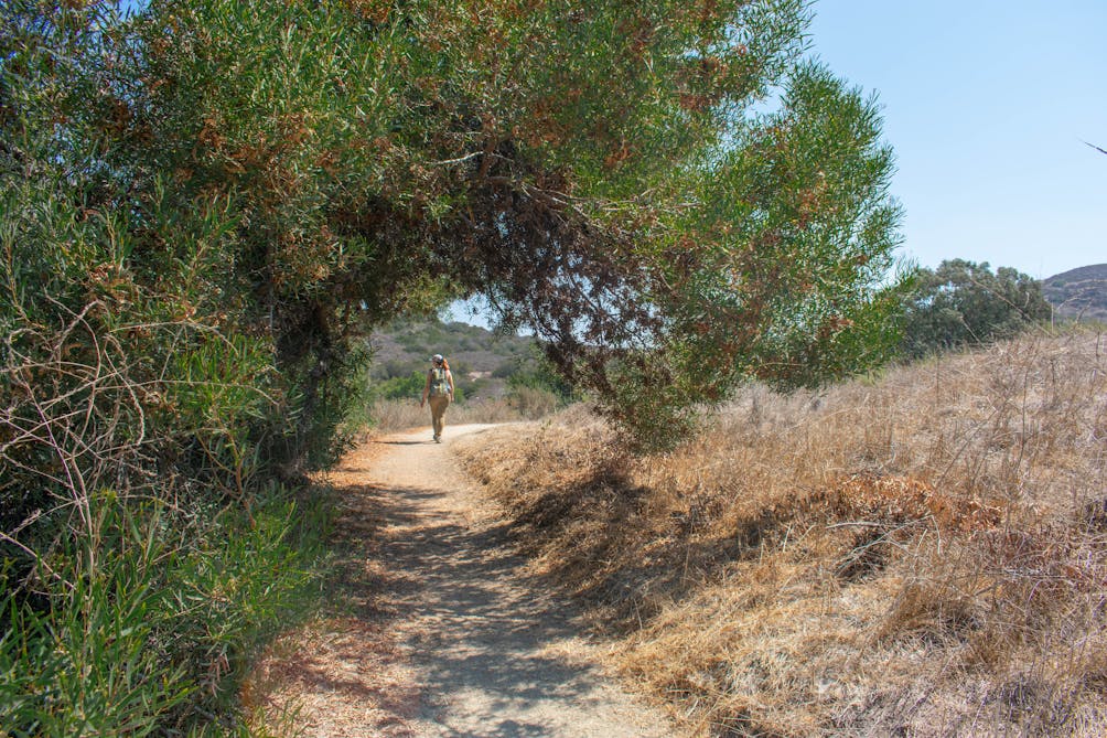 Hiker on a trail with a tree canopy of some shade at Bommer Canyon Open Space Preserve in Orange County 