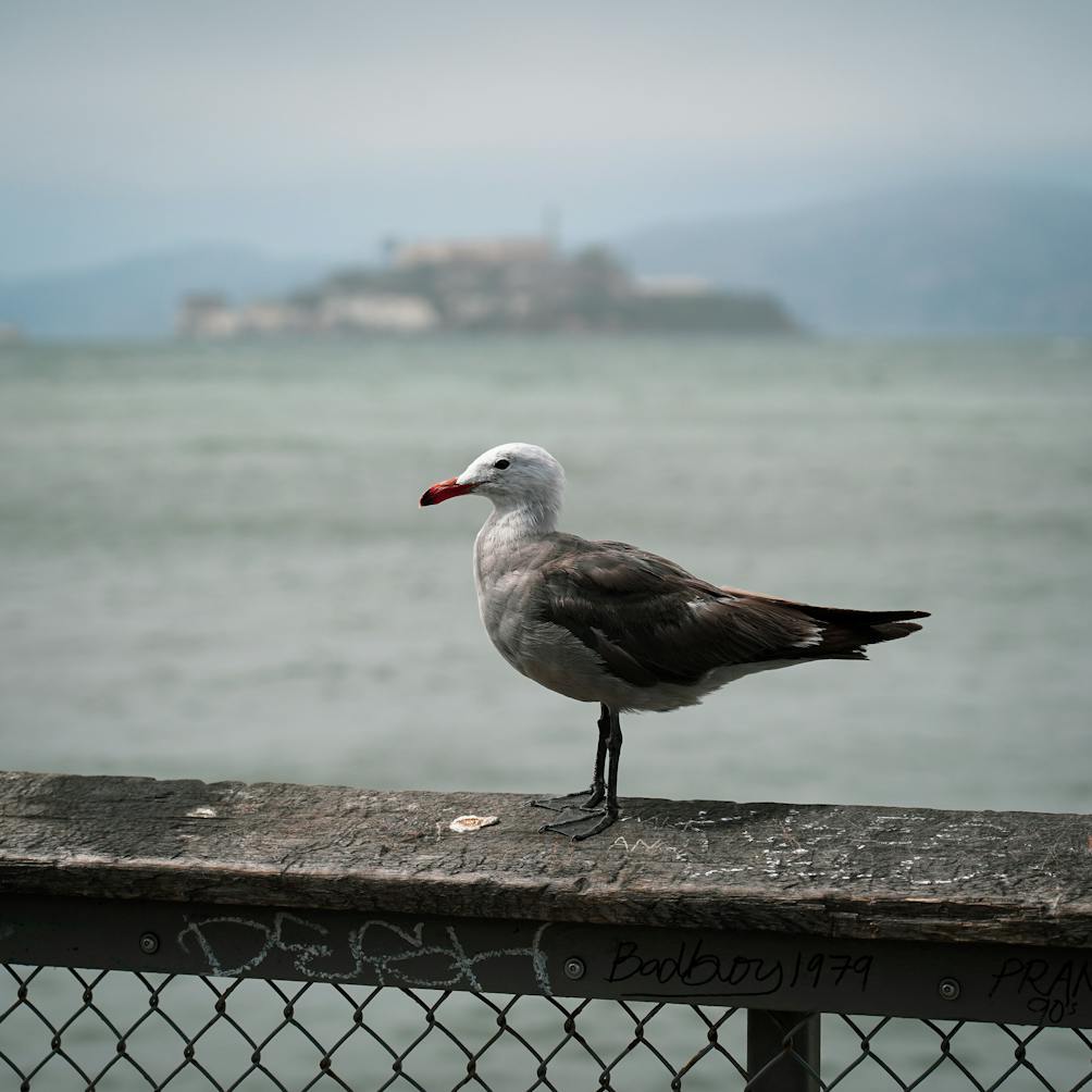 sea gull San Francisco on Barbary Coast Trail