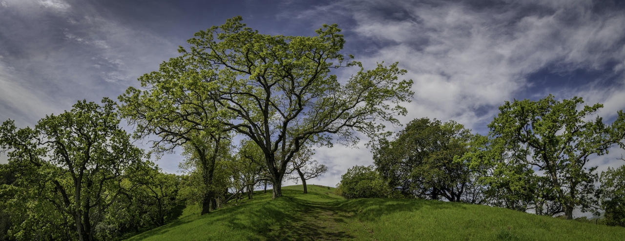 San Ramon green hills and trees