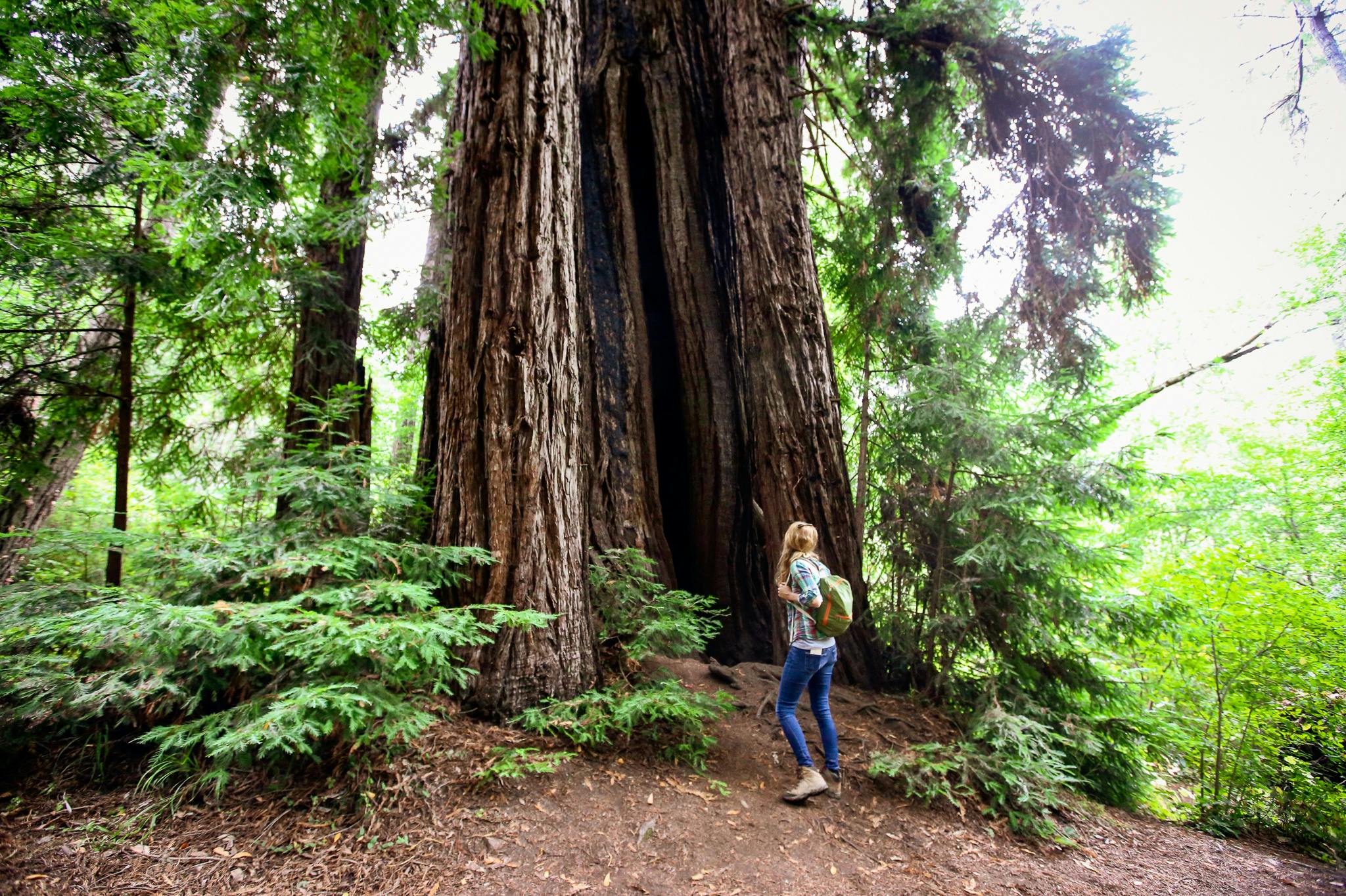 woman hiking by redwood at Samuel P Taylor State Park
