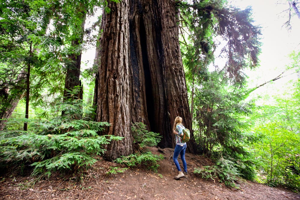 woman hiking by redwood at Samuel P Taylor State Park