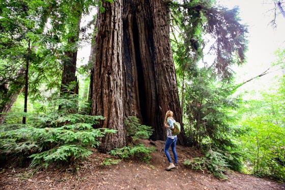 woman hiking by redwood at Samuel p Taylor state park