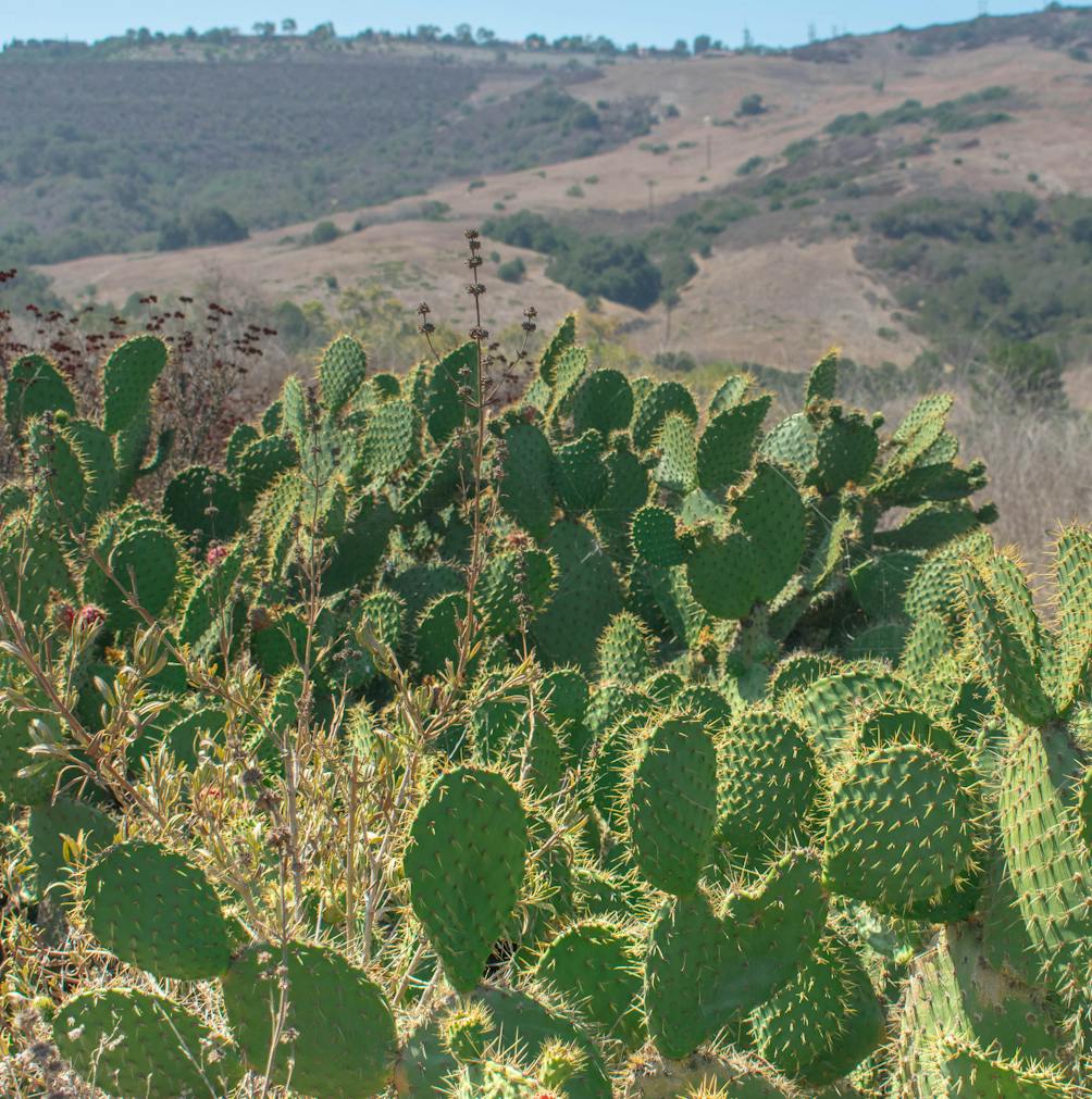 Bright green cacti in the foreground scenery of Bommer Canyon Open Space Preserved 