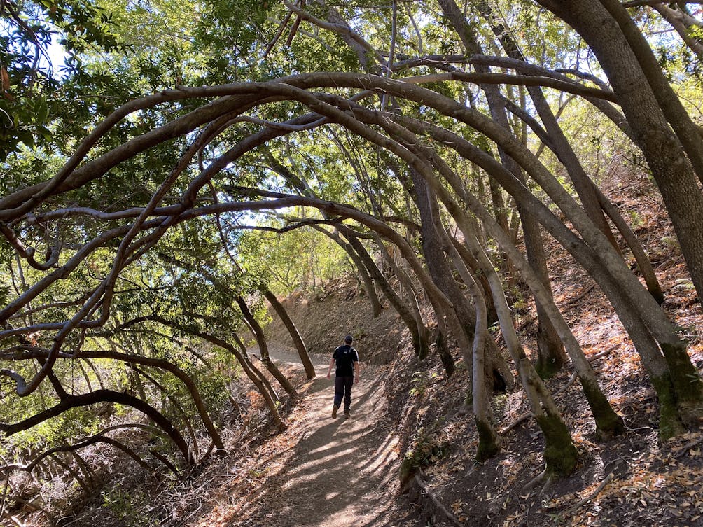 Hiker under a canopy of trees on the trail up to the summit of Mount Umunhum 