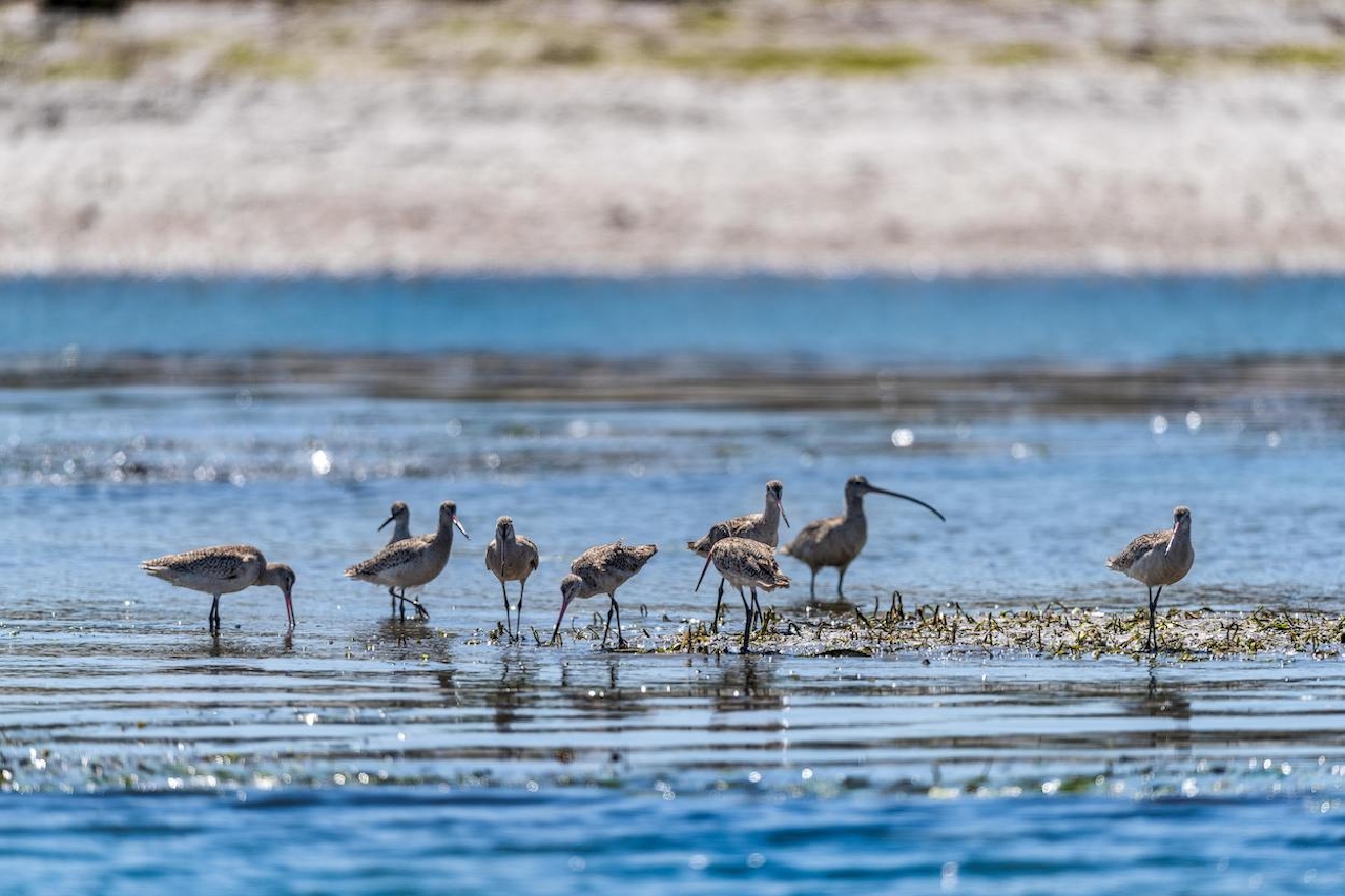 birds at Elkhorn Slough