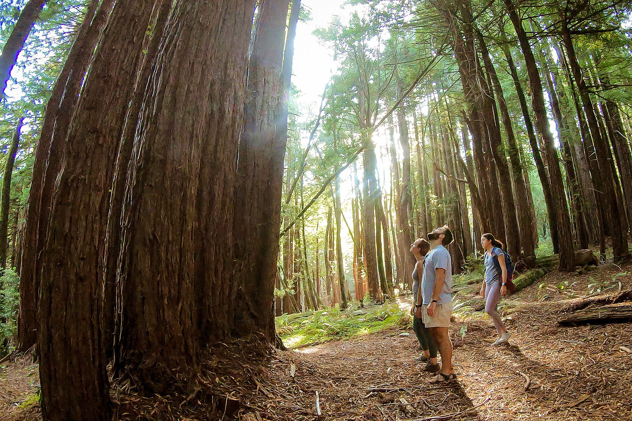 Hike Pomo Canyon for Redwoods on the Sonoma Coast 