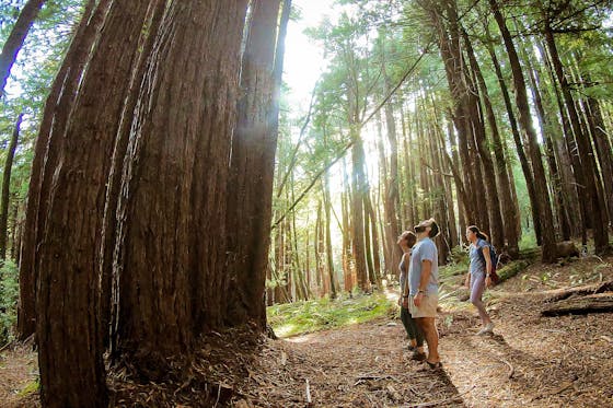 Hike Pomo Canyon for Redwoods on the Sonoma Coast 