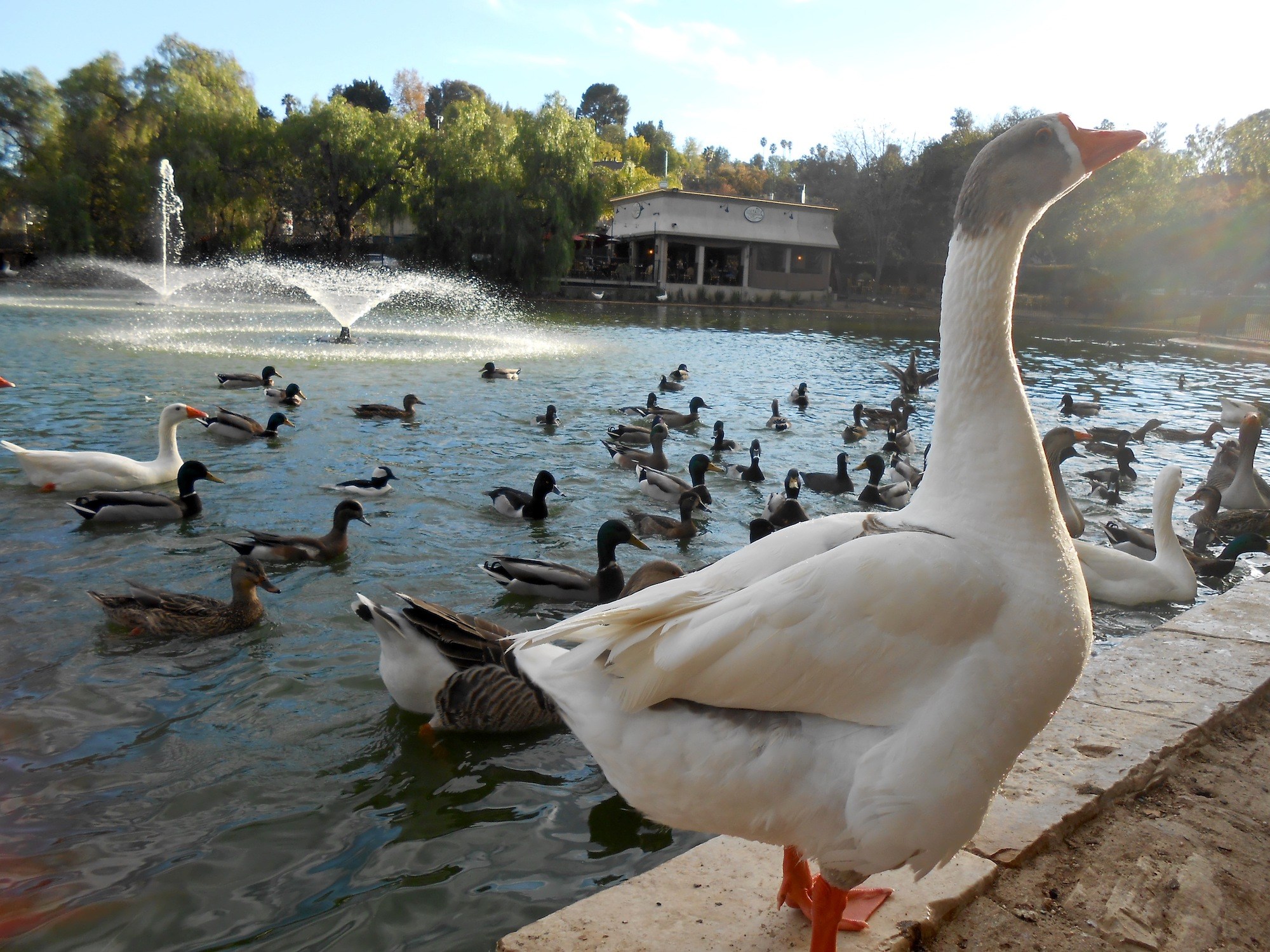 Tour and dine outdoors at Los Encinos State Historic Park