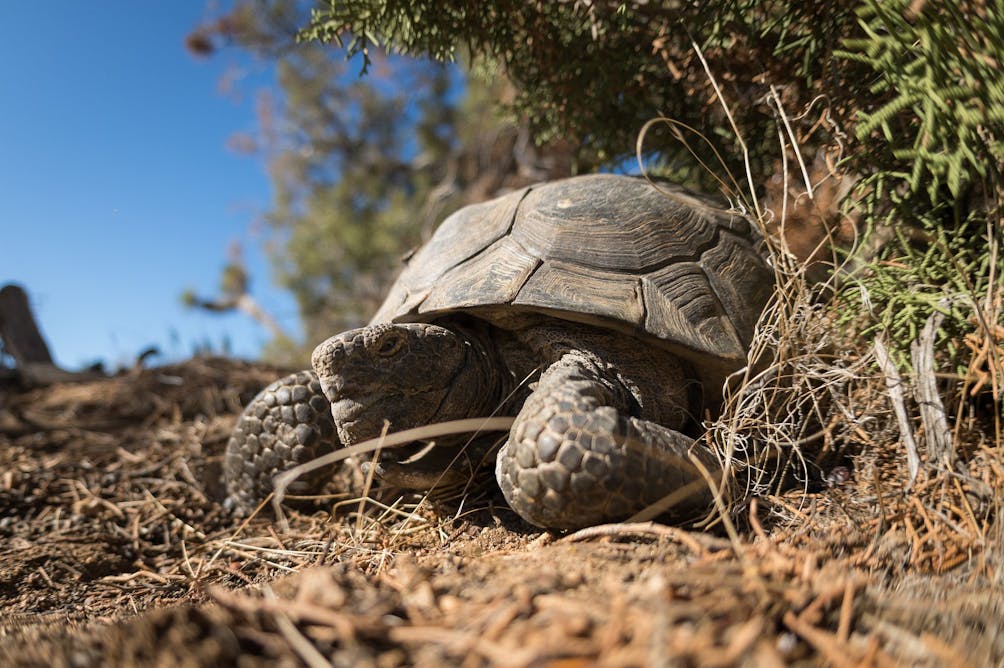 The Tortoise In Its Lair | Weekend Sherpa